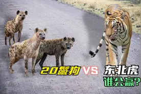 20只成年鬣狗真胆大，连狮子都敢欺负，换做是老虎能否将其团灭？视频封面