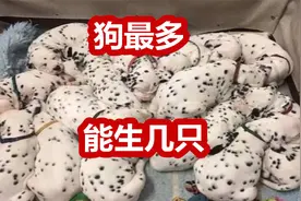 狗狗最多能生几只，卡斯罗犬剖腹产出的小狗数量让人泪目视频封面