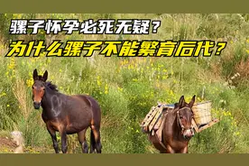 骡子怀孕必死无疑？骡子有公母之分，为什么骡子不能繁育后代？视频封面