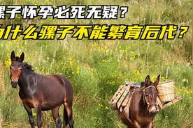 骡子怀孕必死无疑？骡子有公母之分，为什么骡子不能繁育后代？视频封面
