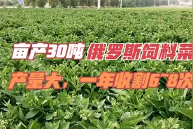 俄罗斯饲料菜亩产30吨，营养好，猪、家禽爱吃，30天就得割一次视频封面