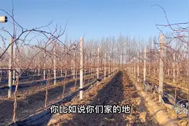 葡萄种植过程当中，该采取哪个方位种植比较好？今天就闲聊一下视频封面