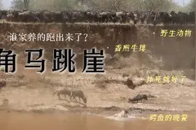 角马跳崖迁徙，似是亡命之徒视频封面