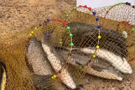 黑坑专钓青鱼草鱼的绝技，20-50斤巨物任你钓，野钓也有奇效！视频封面