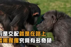 倭黑猩猩有多离谱？靠出卖身体来进行社交？视频封面