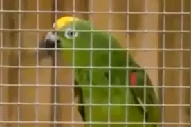 英国一只鹦鹉因模仿碧昂丝唱歌走红：吐字清晰，堪比原唱