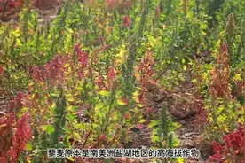 山东省黄三角农高区藜麦新品种喜获丰收视频封面