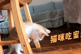 家里的猫喜欢吃虫子，今天又抓了只马蜂吃了起来，脸不会肿？视频封面