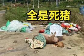 这马路边都是死猪恶臭冲天，苍蝇漫天飞，为什么都没有人过来处理视频封面