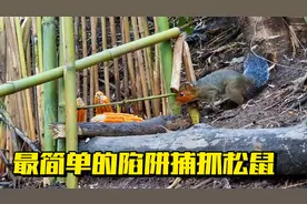 印尼小哥用最简单且高效的陷阱捕抓松鼠视频封面