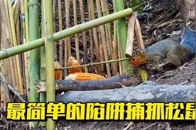 印尼小哥用最简单且高效的陷阱捕抓松鼠视频封面