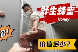 屋顶超大蜂窝，老公说里面的野生蜂蜜很值钱，摘下来一看傻眼