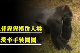 银背大猩猩模仿人类?谈恋爱亲吻对方脑袋视频封面