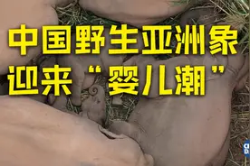 中国野生亚洲象迎来“婴儿潮”视频封面