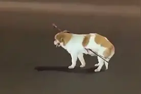 狗狗被箭贯穿身体，站马路上疼到四肢发抖，热心医生连夜帮做手术视频封面
