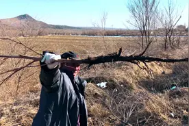 张家口农村处处都是宝，田间地头长满了牛蒡根，风热感冒一吃就好视频封面