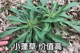 农村常见的“小蓬草煮水”，没想到价值这么好？生活中很实用视频封面
