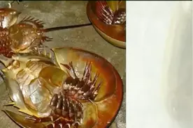 长相酷似鲎的怪虫 最早出现在2亿年前 是一种比恐龙还古老的生物视频封面
