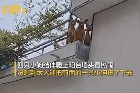 狗子组团爬墙头看热闹1只被挤掉 主人：掉下来的那只未受伤视频封面