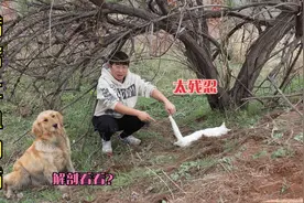 老树底下有只死掉的大白猫，口吐鲜血，难道是被毒死的？视频封面