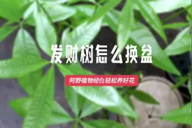 发财树怎么换盆？一共分为4个步骤，内容详细视频封面