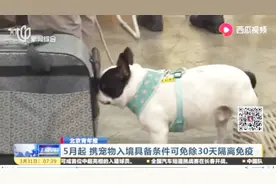 携宠物入境可以免除30天隔离免疫了？快来看看需要具备哪些条件视频封面