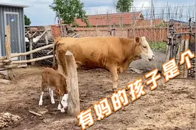 牛妈和牛宝的幸福生活，小牛犊镜头感十足，牛妈饮水量堪比骆驼？视频封面
