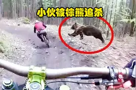 惊心动魄！外国小哥骑行森林，被大棕熊疯狂追赶视频封面
