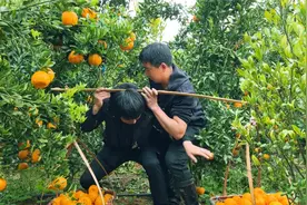 农村兄弟情同手足，弟弟帮老丈人家干活，哥哥心疼弟弟去帮忙视频封面