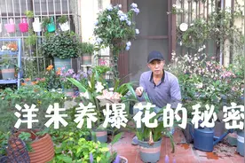 洋朱翻盆不分球，球根越养越大，轻松养出超级爆花视频封面