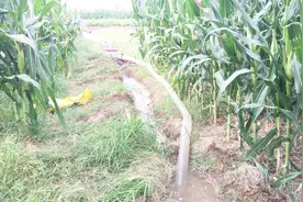 干旱少雨却是农业大省，农民怎样灌溉农田？浇水每亩要花多少钱？视频封面