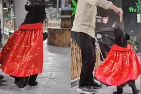 祖传“手艺”！小黑熊披上袈裟就跑 网友：刻在基因里的使命感视频封面