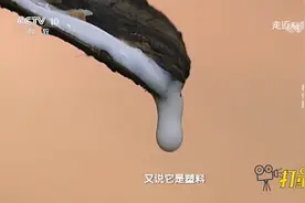 从杜仲树中提取的白色乳胶不同于天然橡胶，专家竟说它是塑料视频封面