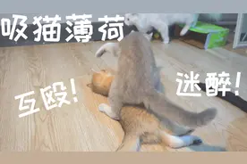 给家里的猫咪第一次吸猫薄荷后，场面不堪、迷醉互殴 瘫倒一堆