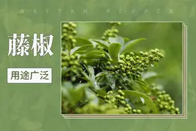 藤椒——用途广泛视频封面