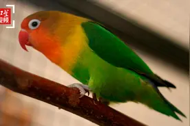 费氏牡丹鹦鹉可以合法上市了 已有养殖户销出近2000对视频封面