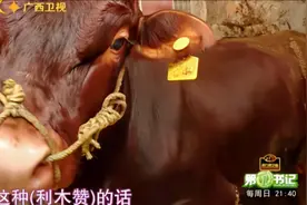 广西隆安县，村民精心养殖利木赞牛，出产的牛肉爽滑香韧特美味！