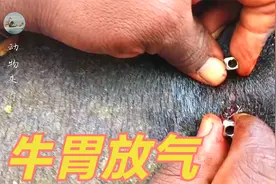 养牛一定要知道牛胀气，印度人直接扎针到胃里放气，直接刺穿牛胃视频封面