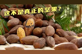 原来这些都不是真正的坚果视频封面