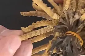 虫草很多人不会做，教你最简单的，老少皆宜营养又下饭视频封面