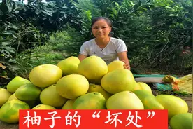 柚子好吃也要注意这几点，吃不好还容易伤肝，看完记得叮嘱家人视频封面