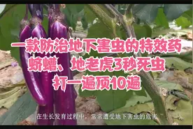 一款防治地下害虫的特效药，蛴螬、地老虎3秒死虫，打一遍顶10遍