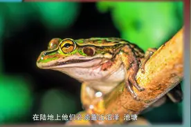 青蛙是两栖动物 ，既可以在水中生活也可在陆地生活视频封面