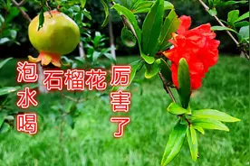 农村“石榴花”泡水喝厉害了！石榴花比石榴还值钱，看完很受益！视频封面