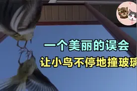执着的小鸟一直撞玻璃，痛失家人的他是在复仇?原来一切都是误会视频封面