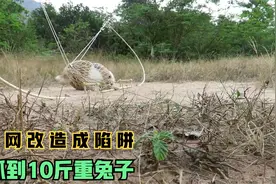大野兔泛滥成灾，附近村民庄稼深受其害，小哥只好拿出祖传技术，视频封面