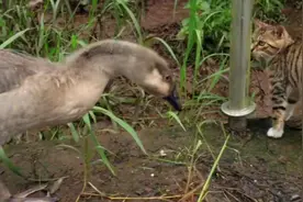 灰色大鹅攻击猫咪将猫咪给打败