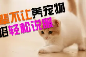 那些长辈们的“真香”现场，猫咪抱回家前后，长辈的转变视频封面