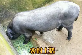 喂猪吃食，农村自己家养的猪，喂的都是生态猪食