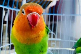 鹦鹉为什么能学人说话？